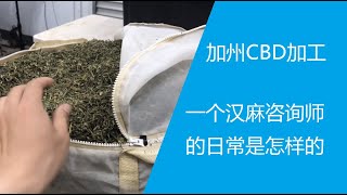 一个CBD/汉麻工作者的一天 | 咨询师的生活 | CBD/THC是如何变成精油的