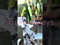 grafting mango tree fraftingmango