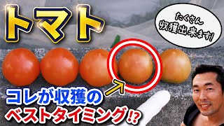 【トマト】完熟で収穫しない⁉ベスト収獲のタイミング！2つのポイント【家庭菜園】