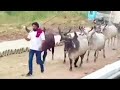 lala bhai kathwada all kankerj cow breding