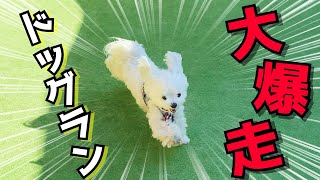 ドッグランでフレブルちゃんと追いかけっこして遊ぶ犬が超絶可愛い【マルチーズ】