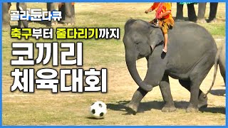 강력한 슈팅으로 골 넣고 승리의 세리머니까지! 코끼리가 보여준 의외의 축구실력|월드컵 열기 못지않은 코끼리 체육대회|태국 수린 코끼리 축제|세계테마기행|#골라듄다큐