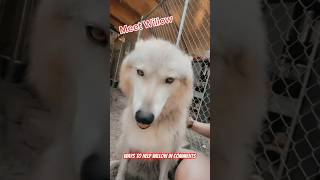 Meet Willow Gray Wolf Dog Ambassador