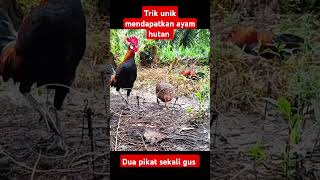 trik unik mendapatkan ayam hutan Sumatera #ayam #kokok #ayamhutansumatra