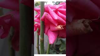 #LightandMight | Rose Flower - రాయల్ ఫ్లవర్