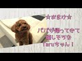 実は・・手作りごはんを始めていました。【doggy boxおやつ編】トイプードルのtaruto＆rasuku