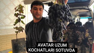 AVATAR UZUM KOCHATLARI SOTUVDA TEL+998959515353+998908411161 ZAKAZ OLAMIZ