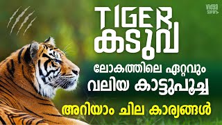 ഇന്ത്യയുടെ ദേശീയ മൃഗം കടുവ ജീവിതരീതി പ്രത്യേകതകൾ ഇരതേടൽ വീഡിയോയിൽ.All information about Tiger #tiger