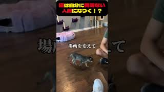 猫カフェで爆モテする方法＃猫＃猫カフェ＃動物愛好家＠海外インタレ