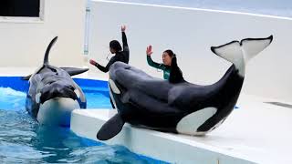 鴨川シーワールド　シャチパフォーマンス　ララ\u0026ルーナのランディング👏　killerwhale