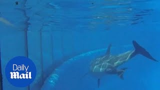 The moment Bottlenose dolphin, Sadie, gave birth at SeaWorld - Daily Mail