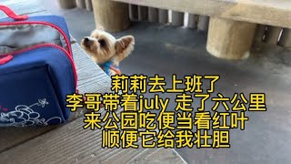 莉莉去上班 李哥带着july走了六公里 来公园看红叶 顺便给我壮胆