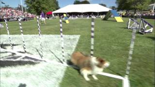 Small Dog Agility 2nd Place - Incredible Dog Challenge 2015 Gray Summit, MO