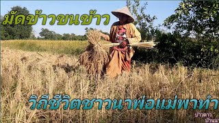 ขนข้าวที่มัดแล้วขื้นไว้ลานอย้านพายุมาอีกรอบลุยงานกับเฒ่าแม่《》 ຂົນເຂົ້າຂື້ນໄວ້ລານຢ້ານພາຍຸມາອີກລອບ