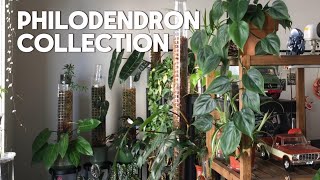 My Philodendron Collection | April 2024 | 23 Species