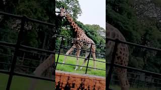 Mysore♥️ #mysore #zoo #giraffe #wildanimals #animallover