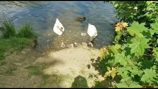 13.06.2021 6 Schwanenküken auf Juessee Herzberg am Harz 😍