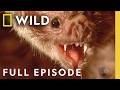 More 7 Deadly Sins (Full Episode) | World's Deadliest Sins | Nat Geo Animals