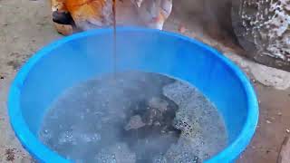 ኬኔቶ አጠማመቅ,Ethiopian Traditional Drink (keneto atemamek)