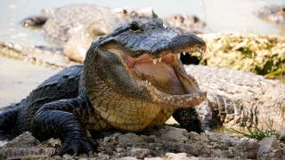 Alligator protects dead Python 02, Time Lapse Speed x2