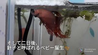 今年もやります「ベタ稚魚成長記録」✨