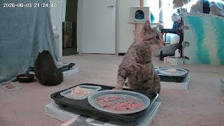Dinner Shared
