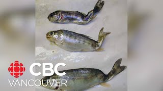 Researchers work to stop spread of disease that threatens fish