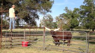 Watusi Bull \