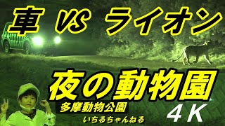 Car vs Lion : Night Zoo : Tama Zoological Park 4K