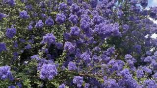 Ceanothus 'Concha'