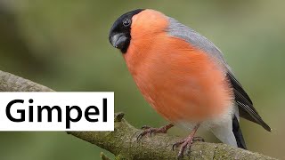 Recognising birds: The bullfinch is also often called bullfinch | Wild Bird Directory