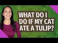 What do I do if my cat ate a tulip?