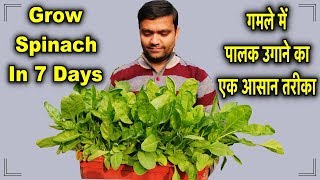 सर्दियों में घर की छत पे पालक उगाने का एक आसान तरीका || How to Grow Spinach At Home ( FULL RESULT )