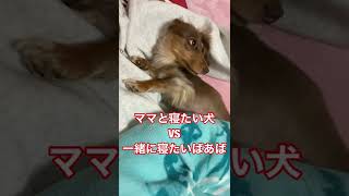 【怒る犬】ママと引き離そうとした結果‥【チワックスれあ】#shorts