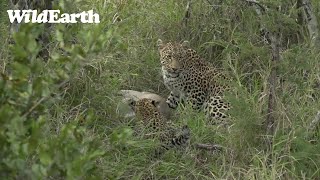 WildEarth - Sunrise  Safari - 21 June 2022