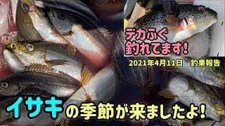 【敷嶋丸】フグとイサキ釣果報告　春です！イサキの季節が来ましたよ♪