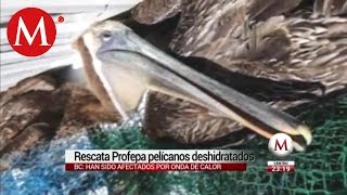 Rescatan a pelícanos por golpe de calor en Baja California