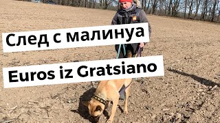 Спортивный след с малинуа. Euros iz Gratsiano (Arkan von der schwarzen Mamba + Mecberger Lulu)