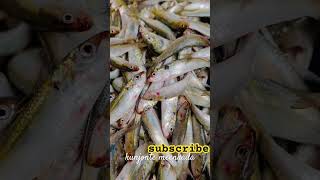 വെട്ടി തിളങ്ങുന്ന  ചാള കണ്ടാ ഇങ്ങൾ ...😌#fresh #fish #trending #shortsviral #shorts #short