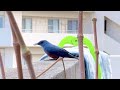 イソヒヨドリの鳴き声 monticola solitarius　沖縄の野鳥　野鳥の鳴き声　鳥のさえずり　birds