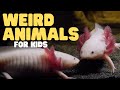 Weird Animals for Kids | Learn about these three odd creatures!