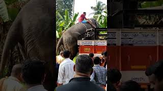 തന്റെ വണ്ടിയിൽ കേറി തിരികെ പോകുന്ന ഓതറ പാർവതി 🐘 #trending #shorts