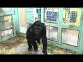 gorilla momotarou gentaro study time. ゴリラ モモタロウ、ゲンタロウのお勉強 京都市 動物園