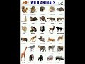 Wild Animals Name 🦁#education #mk #shorts #wild @learnwithmk5825