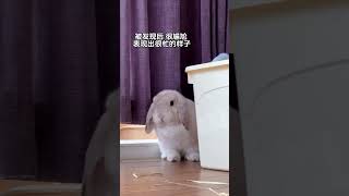 兔在尴尬时也会表现的很忙沈 小兔兔🐰 兔子 萌宠出道计划 兔叽兔叽 萌宠日常记录