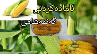 ئامادەکردنی گەنمە شامی زۆر بەلەزەت بە کەمترین کات