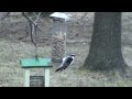 Male Hairy Woodpecker eating peanuts.