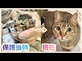 【保護から3年】ボロボロだった赤ちゃん猫が3歳になりました。保護猫の成長記録