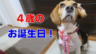 ４歳のお誕生日 【おてんばビーグルふくちゃん】その233