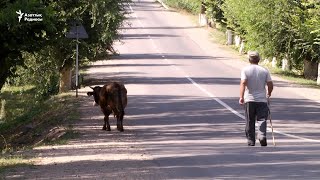 «Две коровы» Назарбаева. Реакция на совет экс-президента